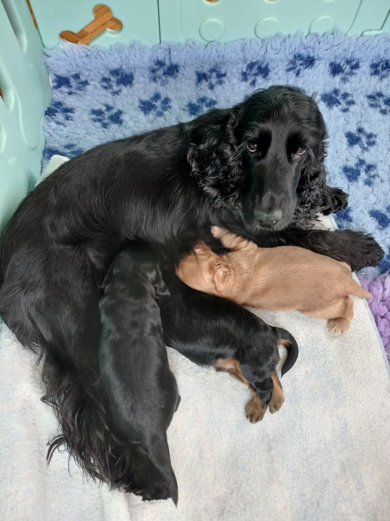 chiot Cocker Spaniel Anglais des Charmes de Verzan