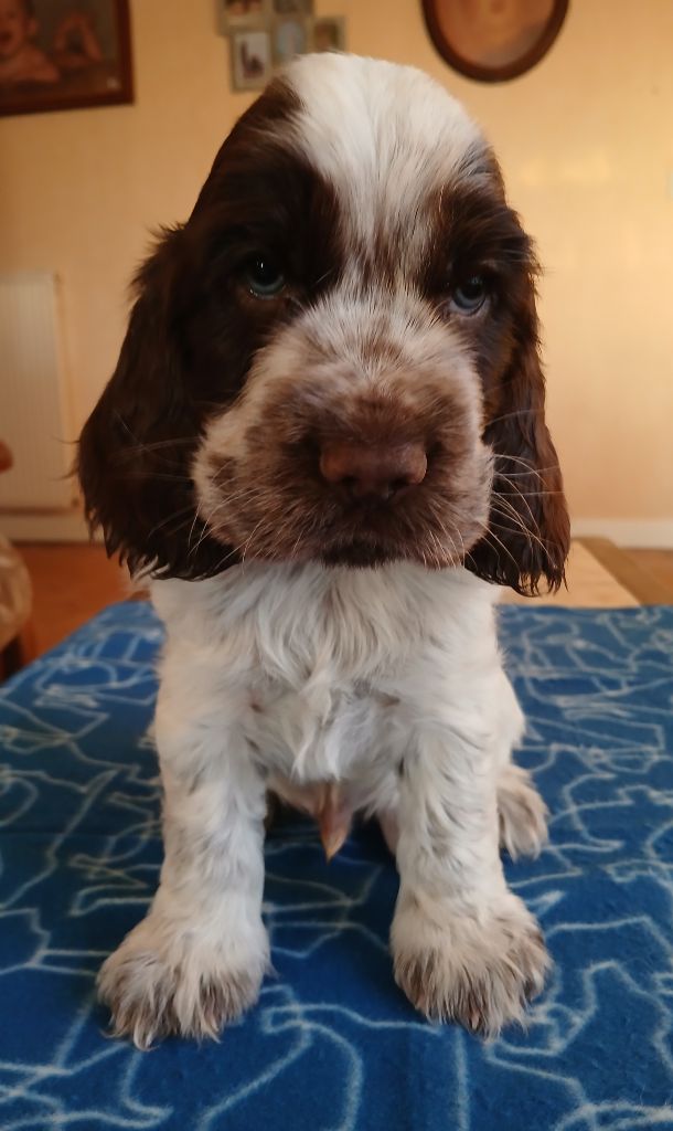 des Charmes de Verzan - Chiot disponible  - Cocker Spaniel Anglais