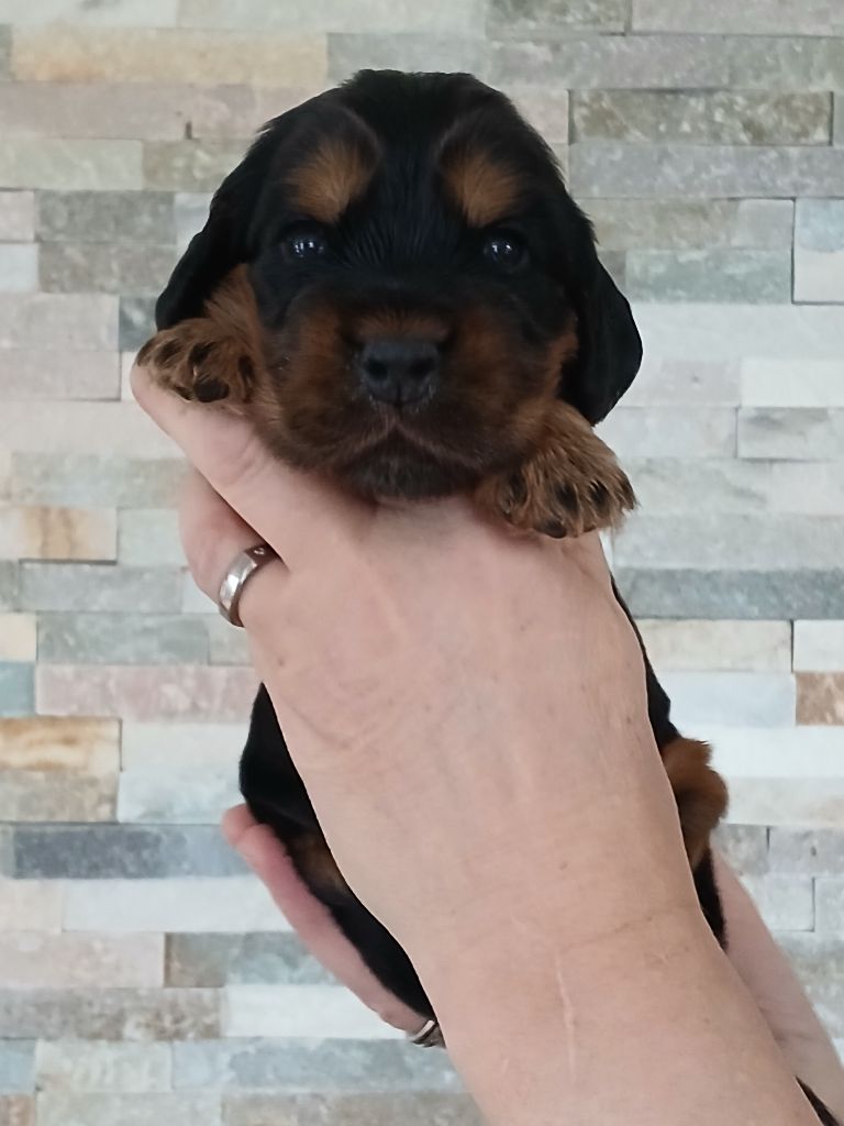 des Charmes de Verzan - Chiot disponible  - Cocker Spaniel Anglais