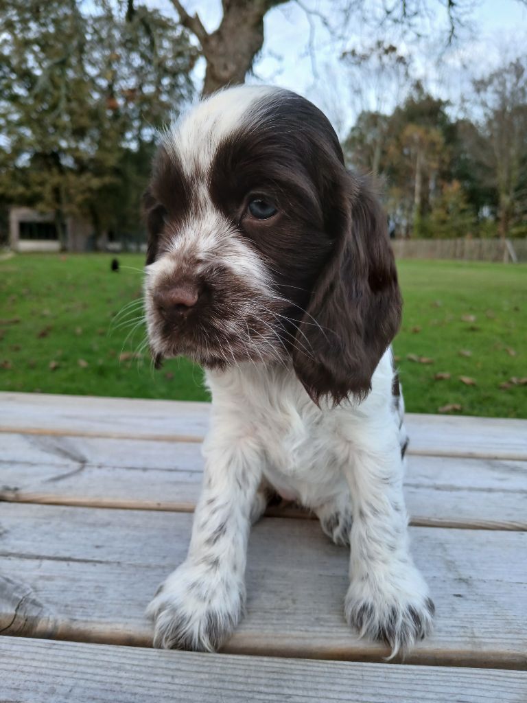 des Charmes de Verzan - Chiot disponible  - Cocker Spaniel Anglais