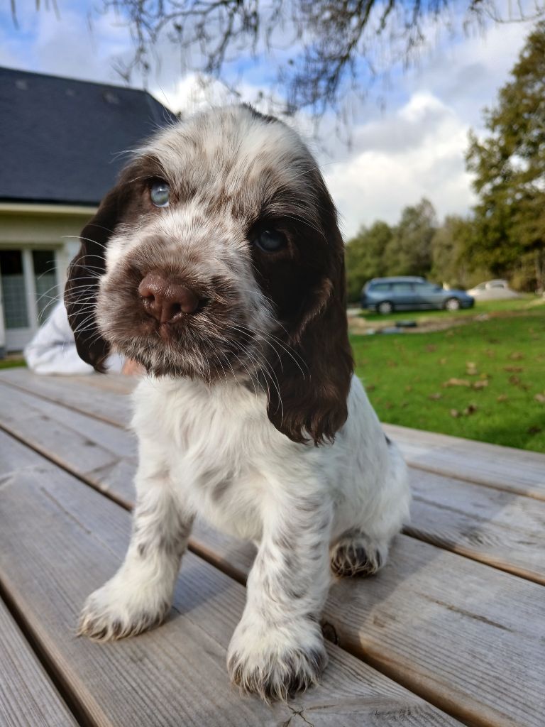 des Charmes de Verzan - Chiot disponible  - Cocker Spaniel Anglais