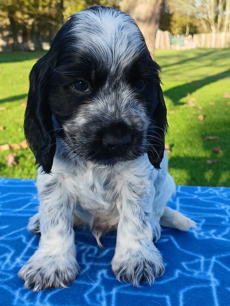 des Charmes de Verzan - Chiot disponible  - Cocker Spaniel Anglais