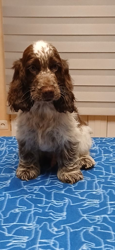 des Charmes de Verzan - Chiot disponible  - Cocker Spaniel Anglais