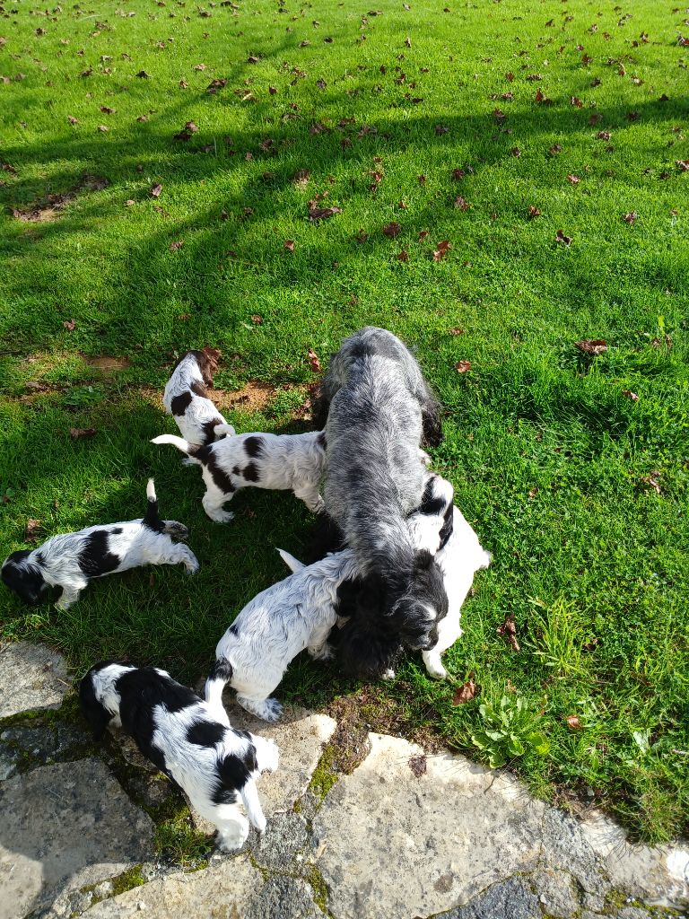 chiot Cocker Spaniel Anglais des Charmes de Verzan