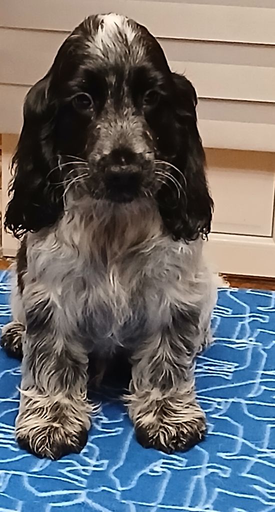 des Charmes de Verzan - Chiot disponible  - Cocker Spaniel Anglais