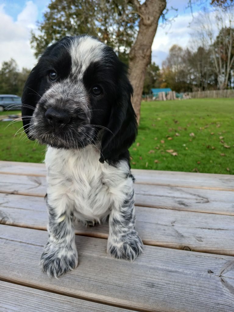 des Charmes de Verzan - Chiot disponible  - Cocker Spaniel Anglais