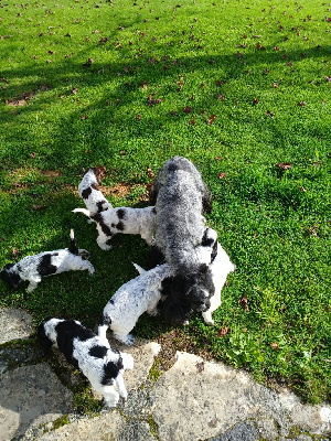 des Charmes de Verzan - Cocker Spaniel Anglais - Portée née le 22/09/2024