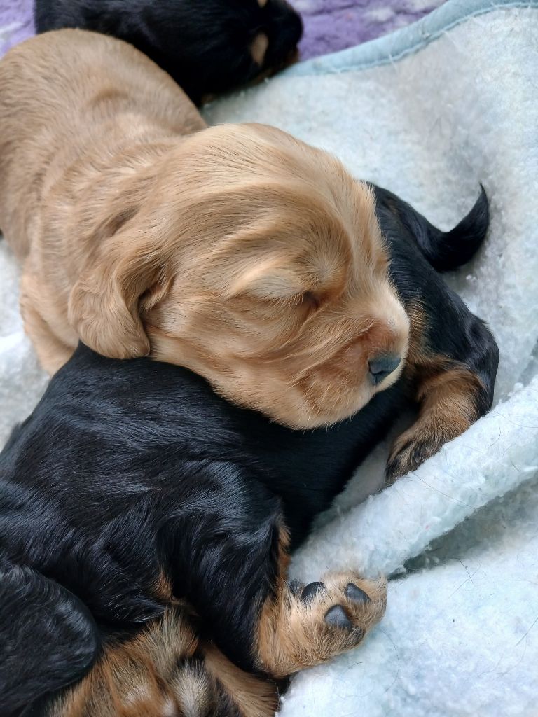 des Charmes de Verzan - Chiot disponible  - Cocker Spaniel Anglais