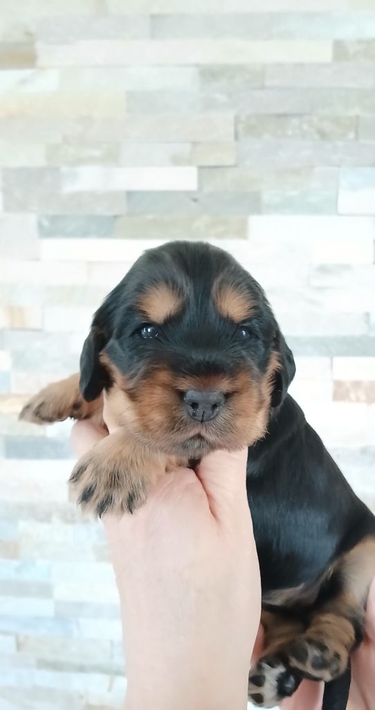 des Charmes de Verzan - Chiot disponible  - Cocker Spaniel Anglais