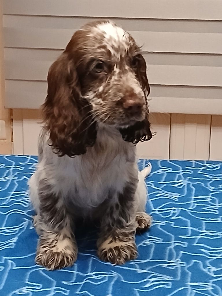 des Charmes de Verzan - Chiot disponible  - Cocker Spaniel Anglais