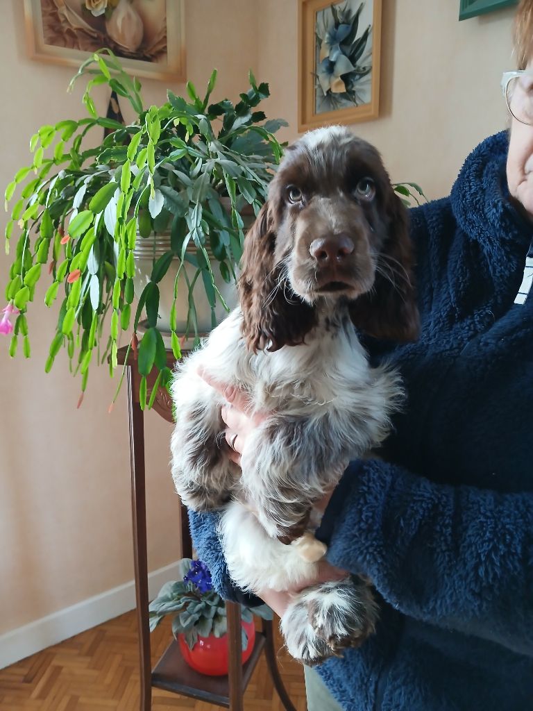 des Charmes de Verzan - Chiot disponible  - Cocker Spaniel Anglais