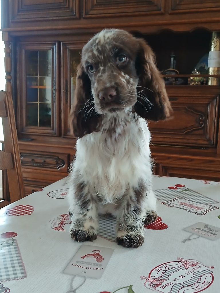 des Charmes de Verzan - Chiot disponible  - Cocker Spaniel Anglais