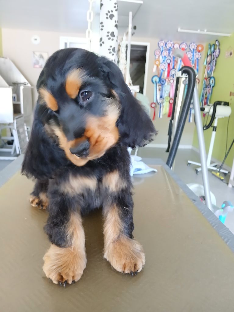 des Charmes de Verzan - Chiots disponibles - Cocker Spaniel Anglais