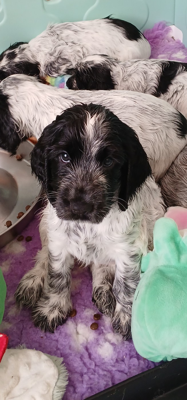 des Charmes de Verzan - Chiots disponibles - Cocker Spaniel Anglais