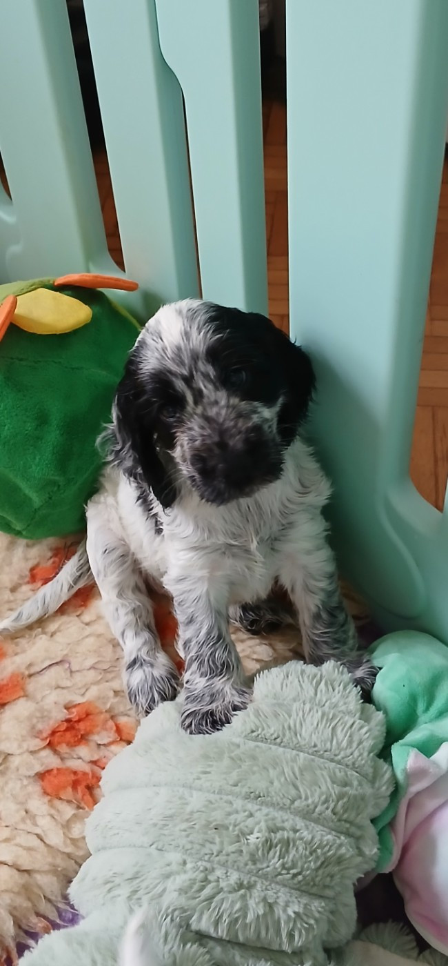 des Charmes de Verzan - Chiots disponibles - Cocker Spaniel Anglais