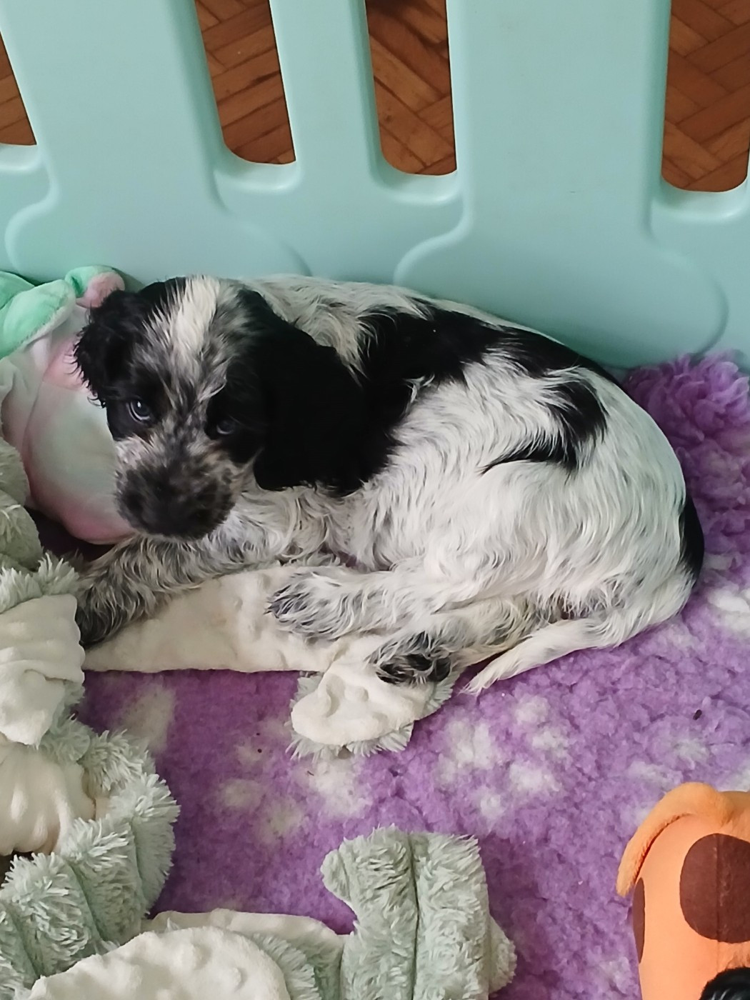 des Charmes de Verzan - Chiots disponibles - Cocker Spaniel Anglais