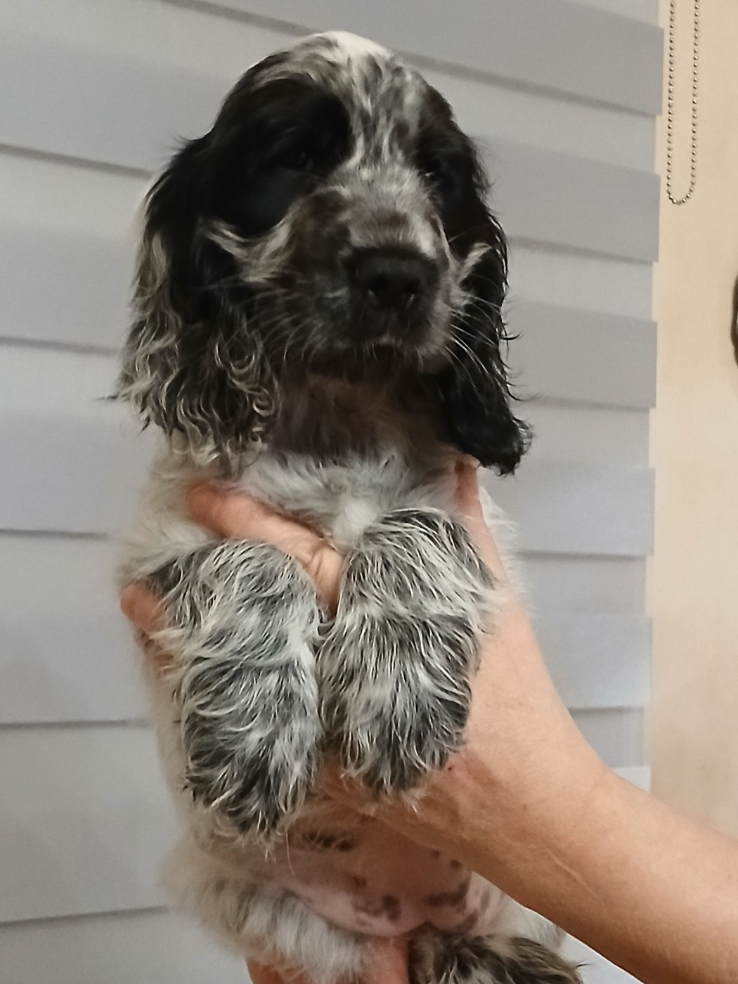 des Charmes de Verzan - Chiots disponibles - Cocker Spaniel Anglais