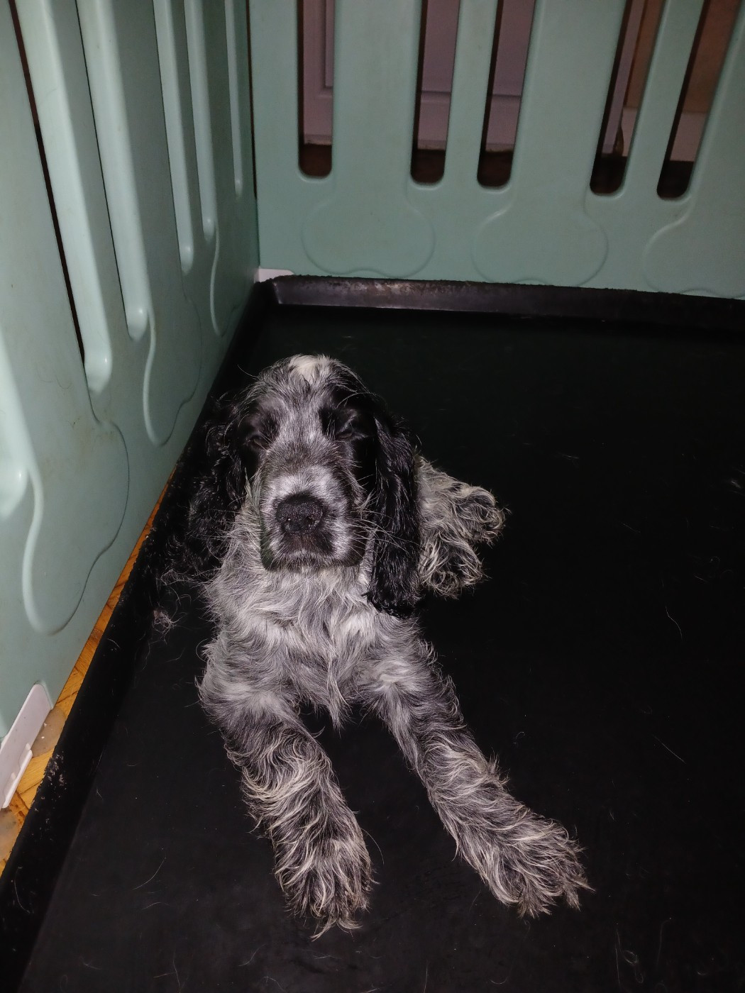 des Charmes de Verzan - Chiots disponibles - Cocker Spaniel Anglais