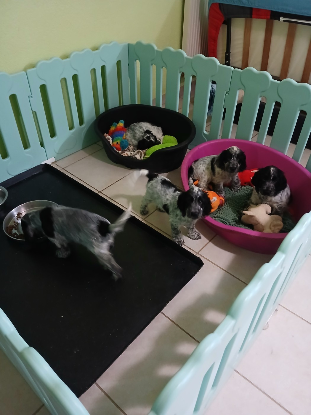 Chiot Cocker Spaniel Anglais des Charmes de Verzan