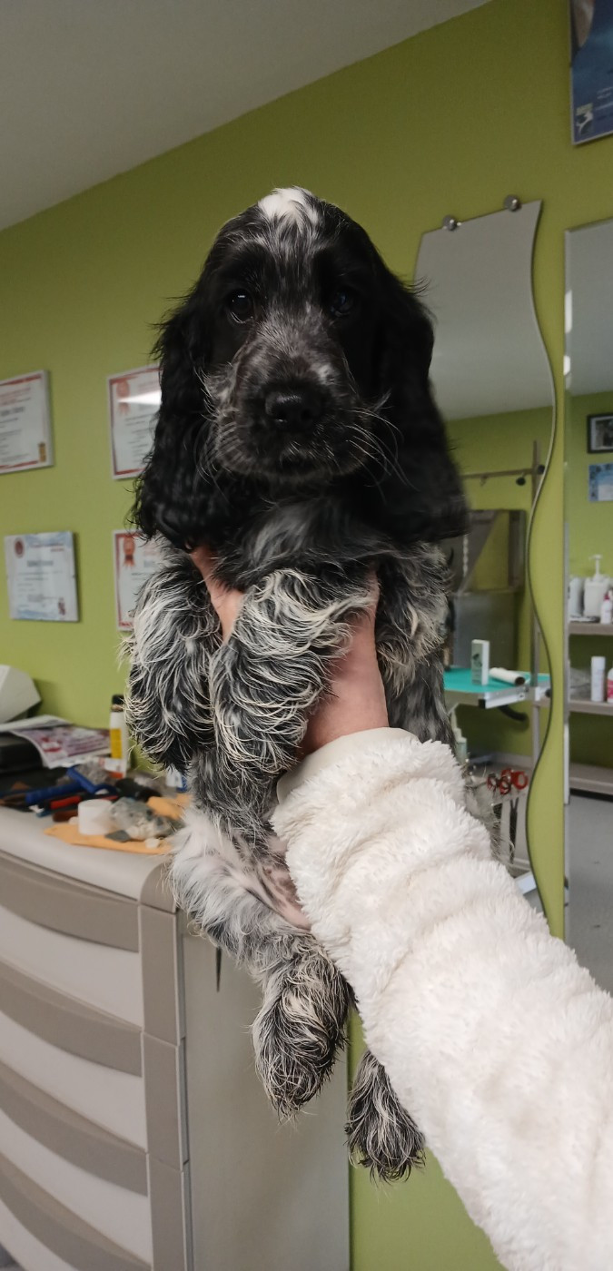 des Charmes de Verzan - Chiots disponibles - Cocker Spaniel Anglais