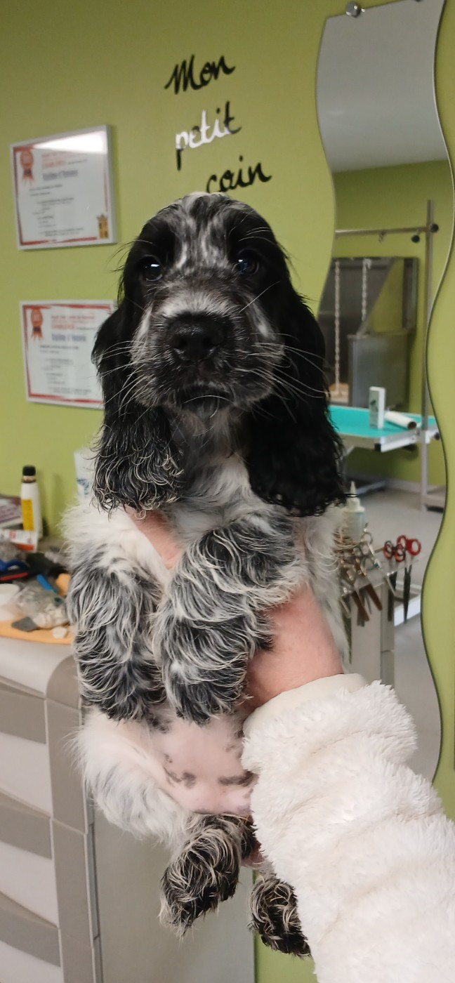 des Charmes de Verzan - Chiots disponibles - Cocker Spaniel Anglais