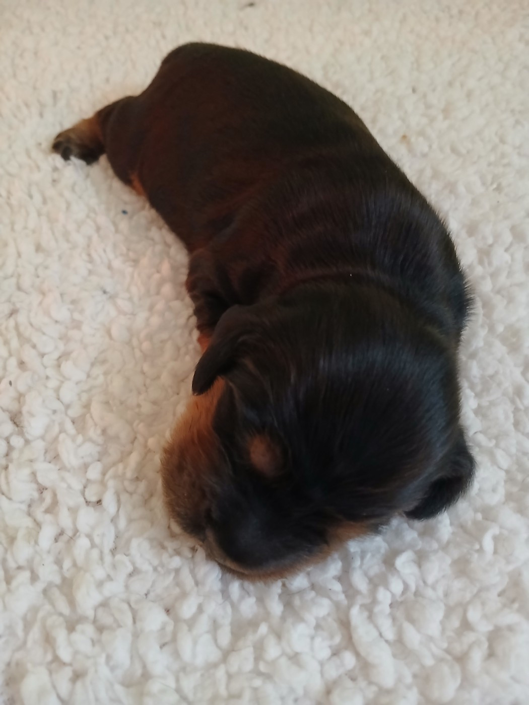 des Charmes de Verzan - Chiots disponibles - Cocker Spaniel Anglais