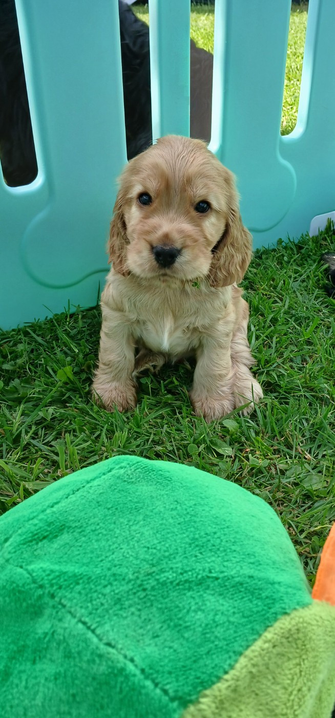 des Charmes de Verzan - Chiots disponibles - Cocker Spaniel Anglais
