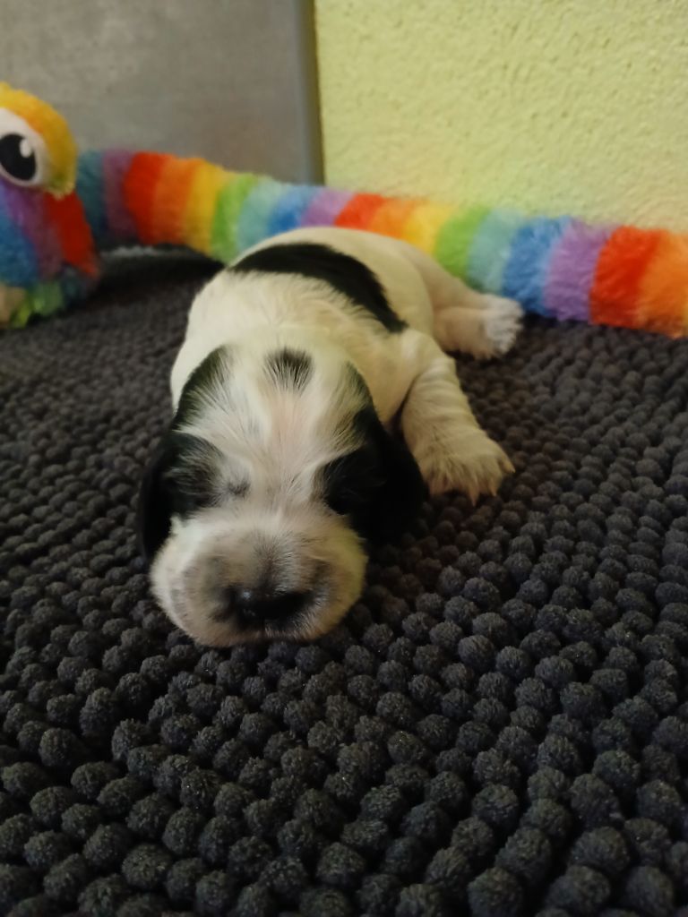 des Charmes de Verzan - Chiots disponibles - Cocker Spaniel Anglais