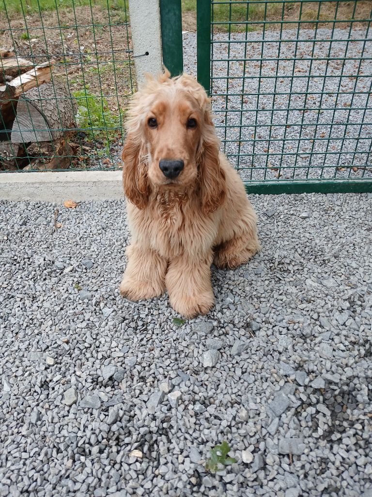 des Charmes de Verzan - Chiots disponibles - Cocker Spaniel Anglais