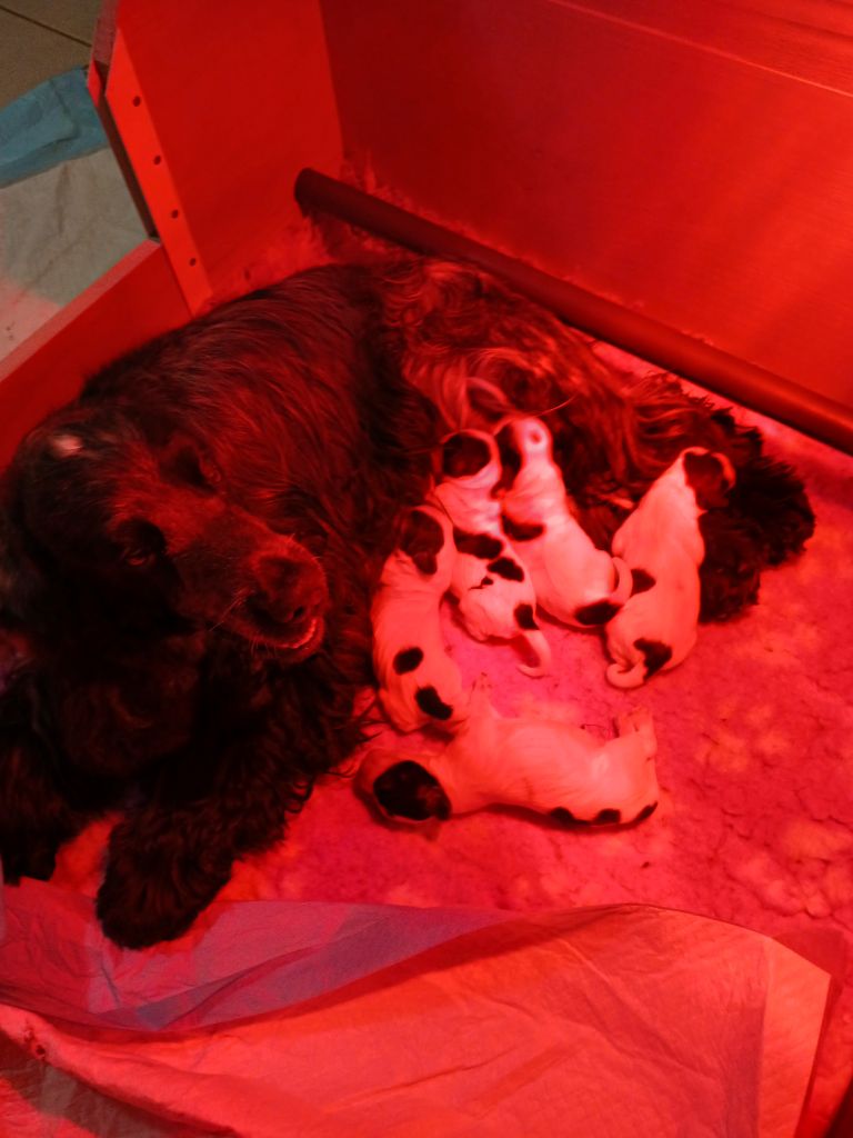 Chiot Cocker Spaniel Anglais des Charmes de Verzan