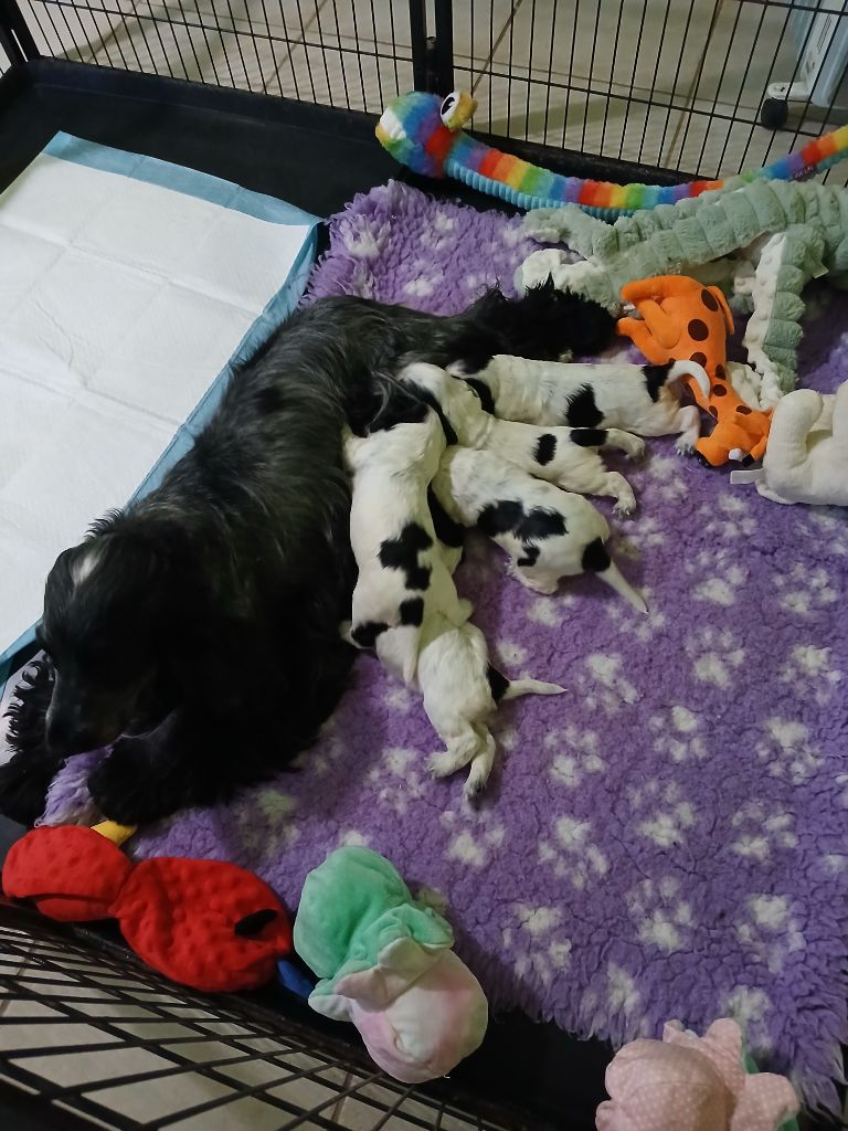 des Charmes de Verzan - Cocker Spaniel Anglais - Portée née le 16/09/2025