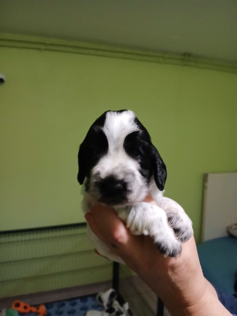 des Charmes de Verzan - Chiots disponibles - Cocker Spaniel Anglais