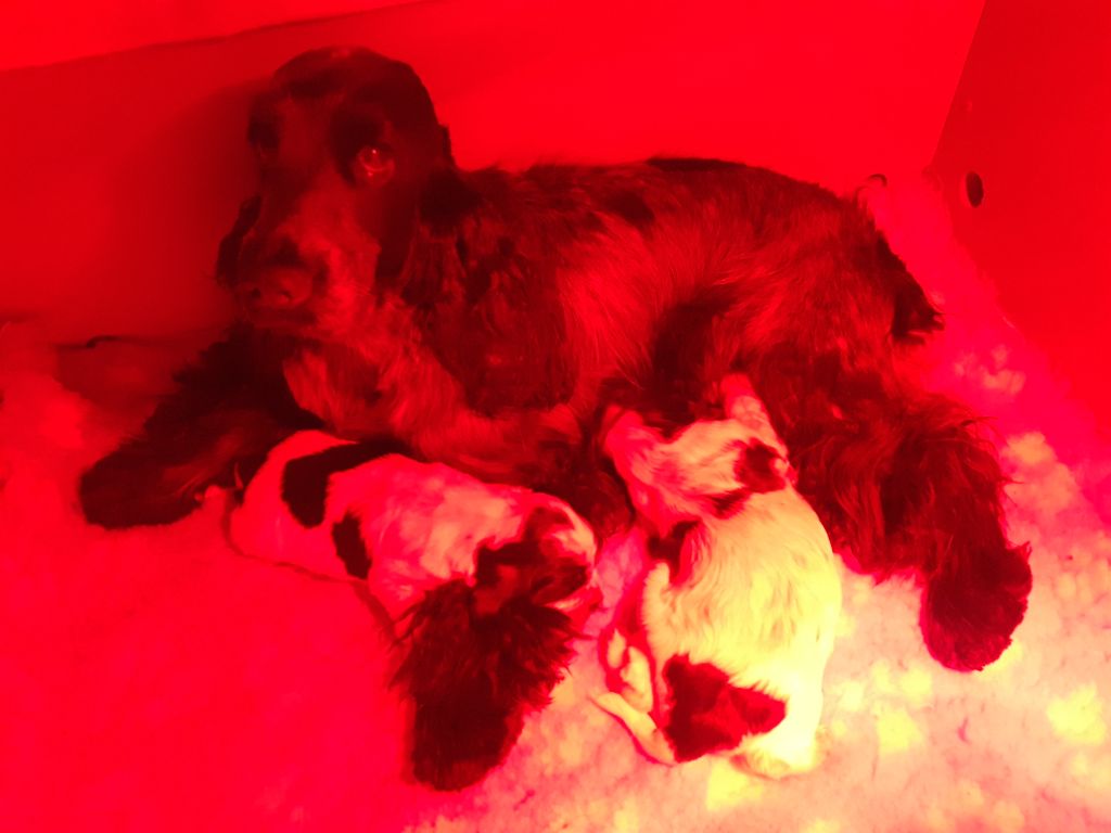 des Charmes de Verzan - Cocker Spaniel Anglais - Portée née le 24/09/2023