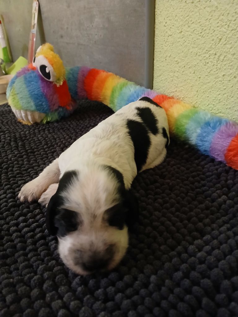 des Charmes de Verzan - Chiots disponibles - Cocker Spaniel Anglais
