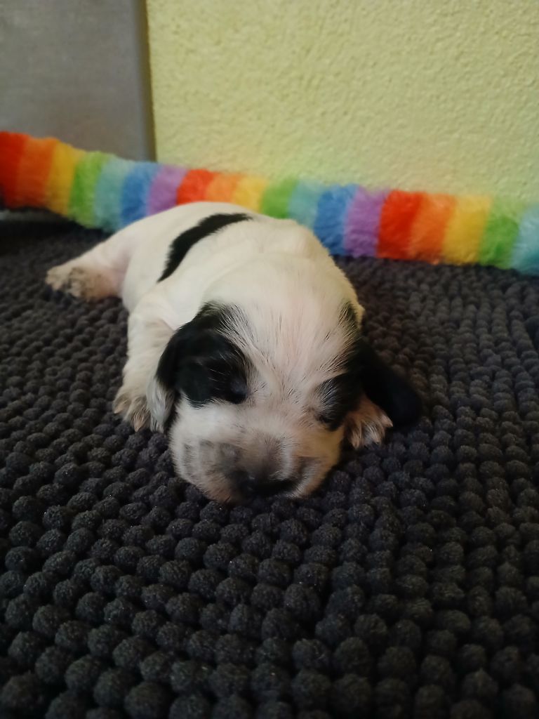 des Charmes de Verzan - Chiots disponibles - Cocker Spaniel Anglais
