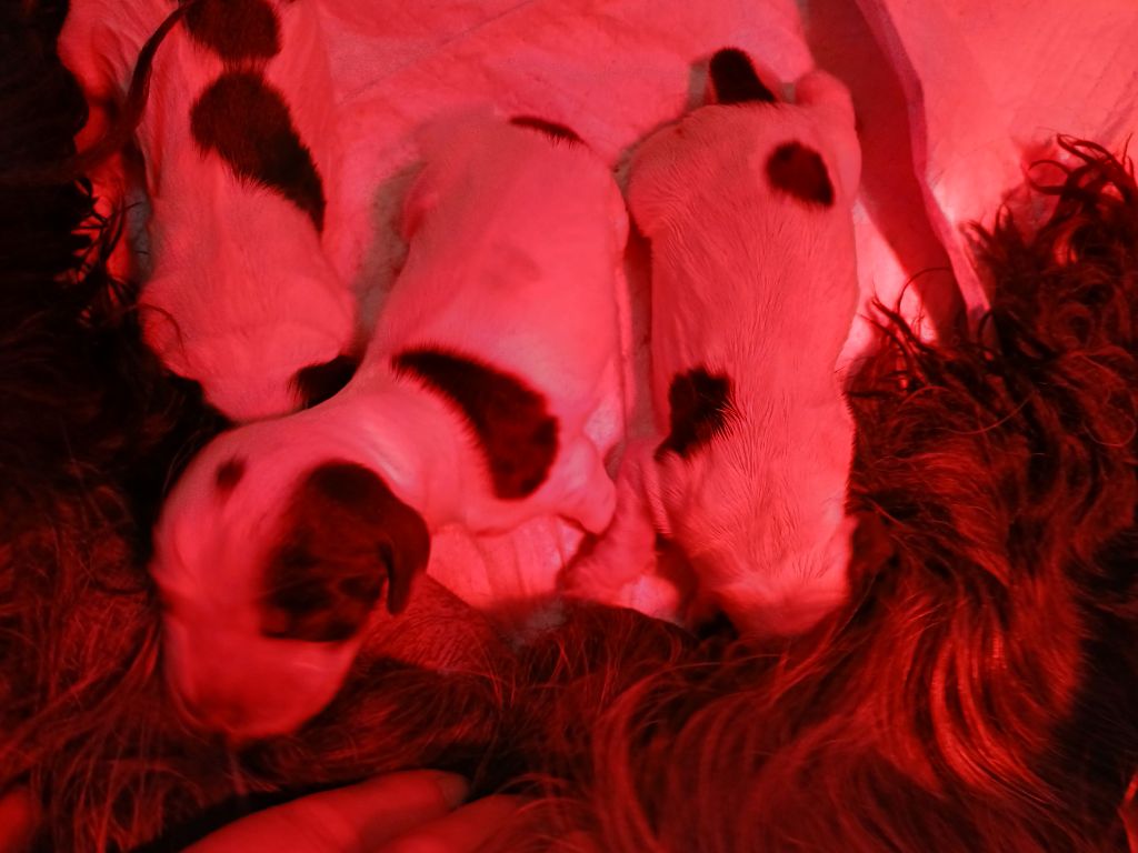 des Charmes de Verzan - Chiots disponibles - Cocker Spaniel Anglais