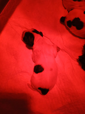 CHIOT