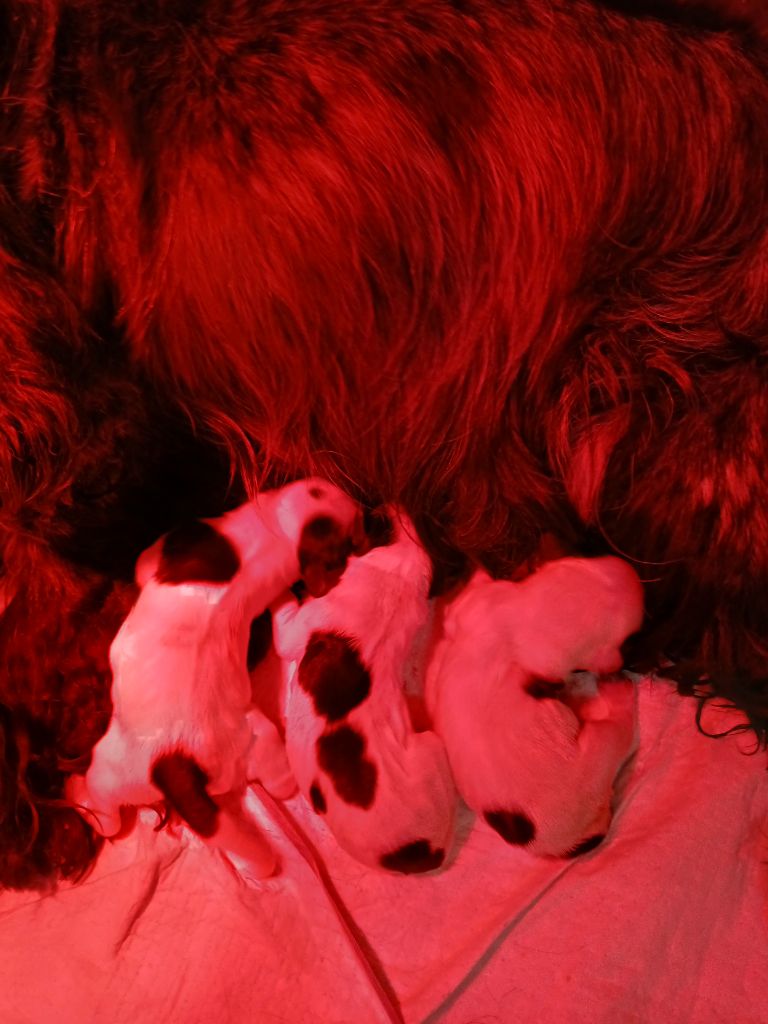 des Charmes de Verzan - Chiots disponibles - Cocker Spaniel Anglais