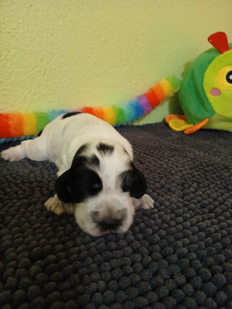 des Charmes de Verzan - Chiots disponibles - Cocker Spaniel Anglais