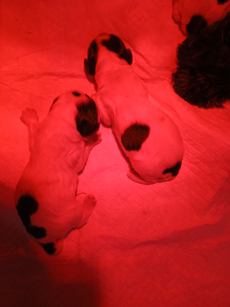 des Charmes de Verzan - Chiots disponibles - Cocker Spaniel Anglais