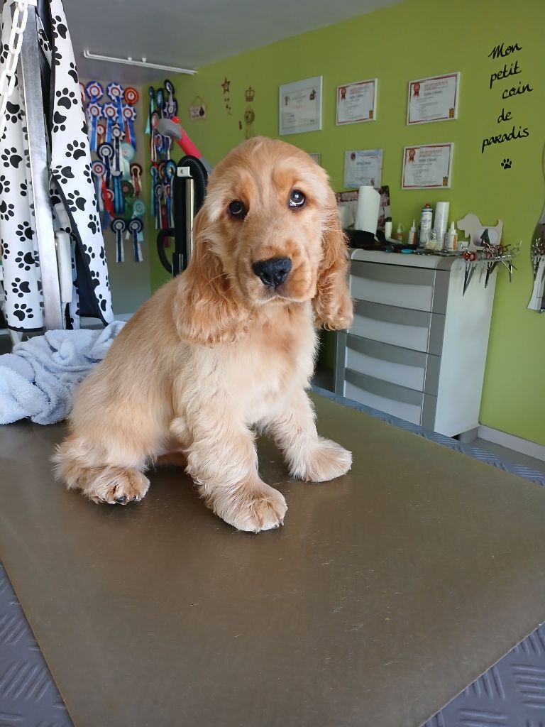 des Charmes de Verzan - Chiots disponibles - Cocker Spaniel Anglais